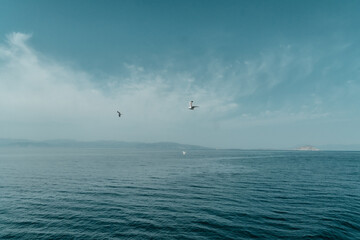 Seagull in Adriatic Sea in Greece while ferry travel. Freedom, carefree, windy weather concept 