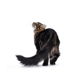 Adorable black tabby blotched American Curl cat kitten, walking away from camera. Looking up...