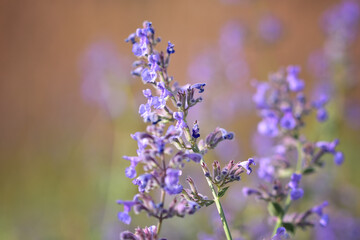 Shoots of delicate lavender lavender against a pleasant autumn bokeh