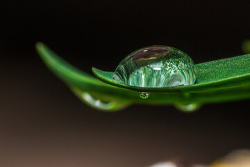 Wassertropfen auf Blatt