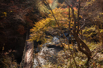 【2019年】山梨県富士川町・大柳川渓谷