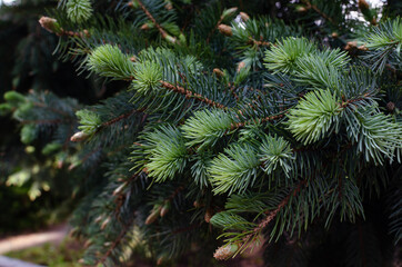 young needles on a spruce branch, beautiful background