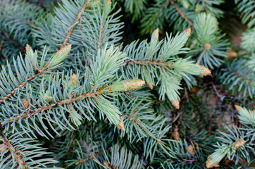 Naklejka na ściany i meble young needles on a spruce branch, beautiful background