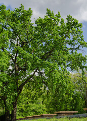 oak with a beautiful green crown, in the park