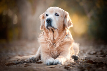 Golden Retriver
