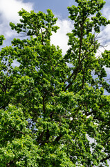 oak with a beautiful green crown, in the park