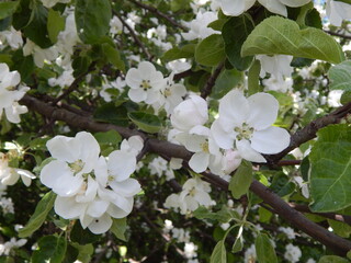 Branch of a blossoming apple tree with white flowers close-up