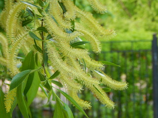 Fototapeta premium Spring tree in catkings, branch closeup