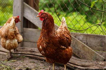 Red chicken walking in paddock. Chickens looking for grains while walking in paddock on farm