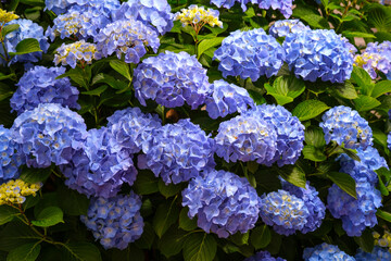 hydrangea flower