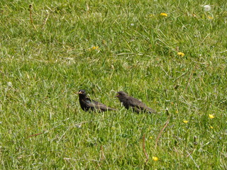 A pair of starlings figure out a relationship while walking on green grass