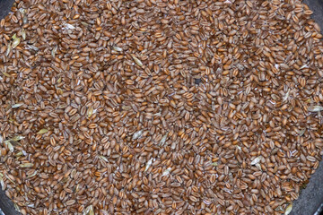 Texture background of oats. Background of oats. The view from the top. Oats close up