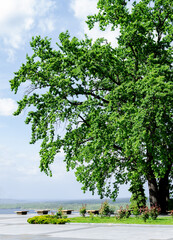 Fototapeta na wymiar oak with a beautiful green crown, in the park