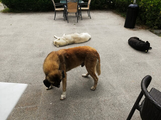 stray dogs lying on the floor