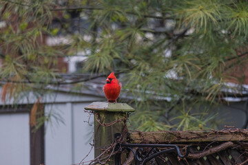 A male red cardinal bird on post