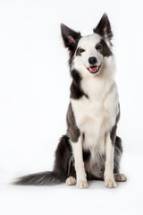 beautiful borde collie seated with white background