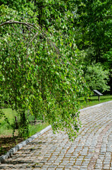 birch branches over a sidewalk in a park on a warm day