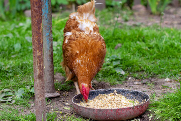 Chicken eats oats from a bowl. Chicken in the village. Oats in a bowl
