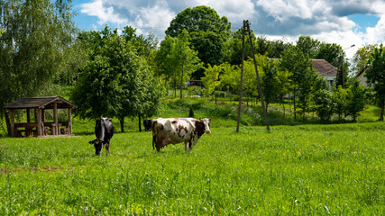Grazing cows in the Polish countryside.