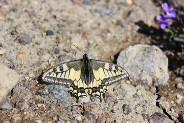 Fototapeta na wymiar A close up of Papilio machaon, the Old World swallowtail puddling on the stony ground in area of Gorely Volcano in august, Kamchatka Peninsula, Far East Russia