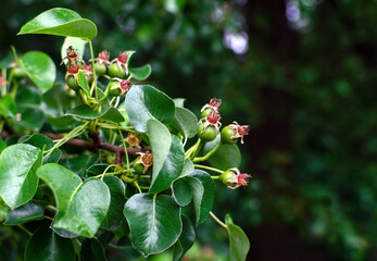 ovary of pear, small fruits on a tree branch