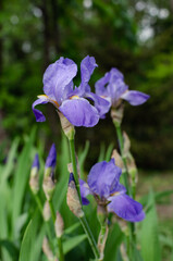 Iris flower on the flowerbed in the park