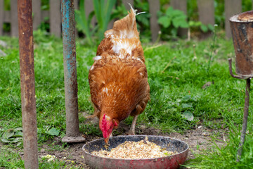 Chicken eats oats from a bowl. Chicken in the village. Oats in a bowl