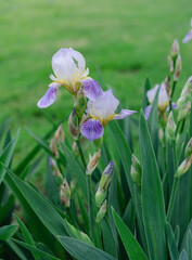 Iris flower on the flowerbed in the park