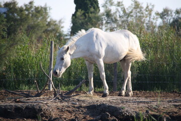 Obraz na płótnie Canvas cavallo bianco