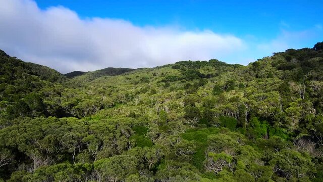 Flying backwards above Jungle at Hawaiian epic Waimea Canyon