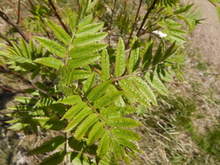 Rowan leaves on a branch close-up