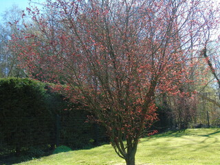 Arbre fleuri, arbre, fleurs rouges et roses. Branches, feuilles.