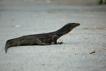  iguana on the rock