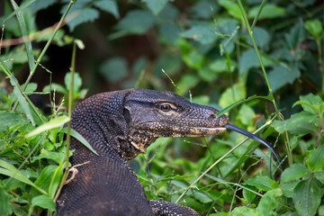 A close up view of an iguana