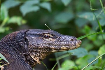 A close up view of an iguana