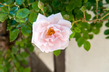Fototapeta premium Duftende rosa Rose 