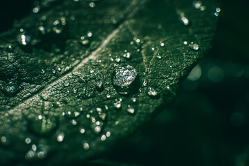 water drops on leaf. rain drops on green leaf closeup.