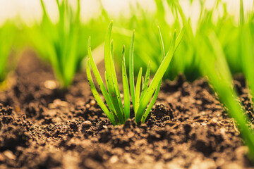 green grass in the garden. onion sprouts in the garden.