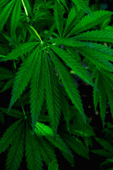 Cannabis Plants Growing.  young leaves of hemp, Texture of Marijuana Plants . background natural. Macro