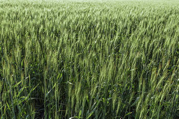 a field of wheat under a blue sky
