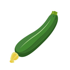 Green Zucchini isolated on a white background