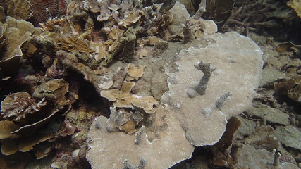 beautiful coral found at coral reef area at Tioman island, Malaysia