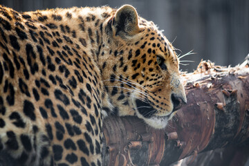 a sad look of a leopard. animals in captivity
