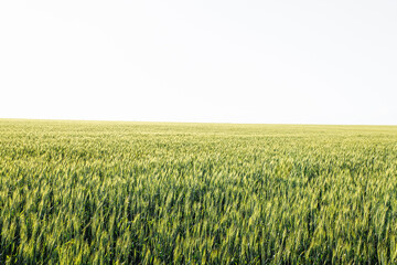 a field of wheat under a blue sky