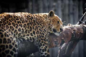 male leopard lies on a branch