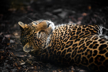 leopard resting lies on its back