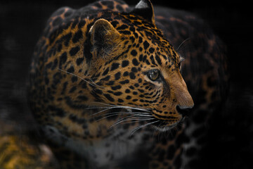 leopard predatory look on the hunt
