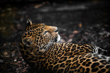 resting leopard that lies on its back