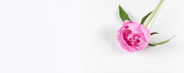 Pink peony flower with copyspace on gray plain background