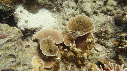 beautiful coral found at coral reef area at Tioman island, Malaysia